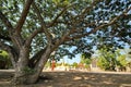 Wide angle view ,Tree in front of Golden pagodas of Wat Chedi Thong.